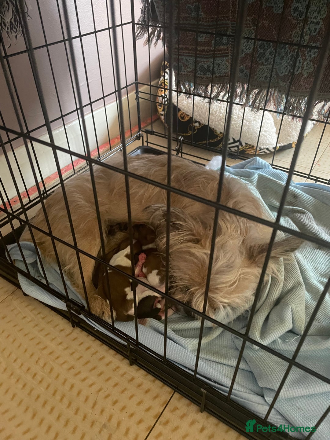 Mixed Breed dogs for sale: Shih Tzu X Frenchie - Image 5