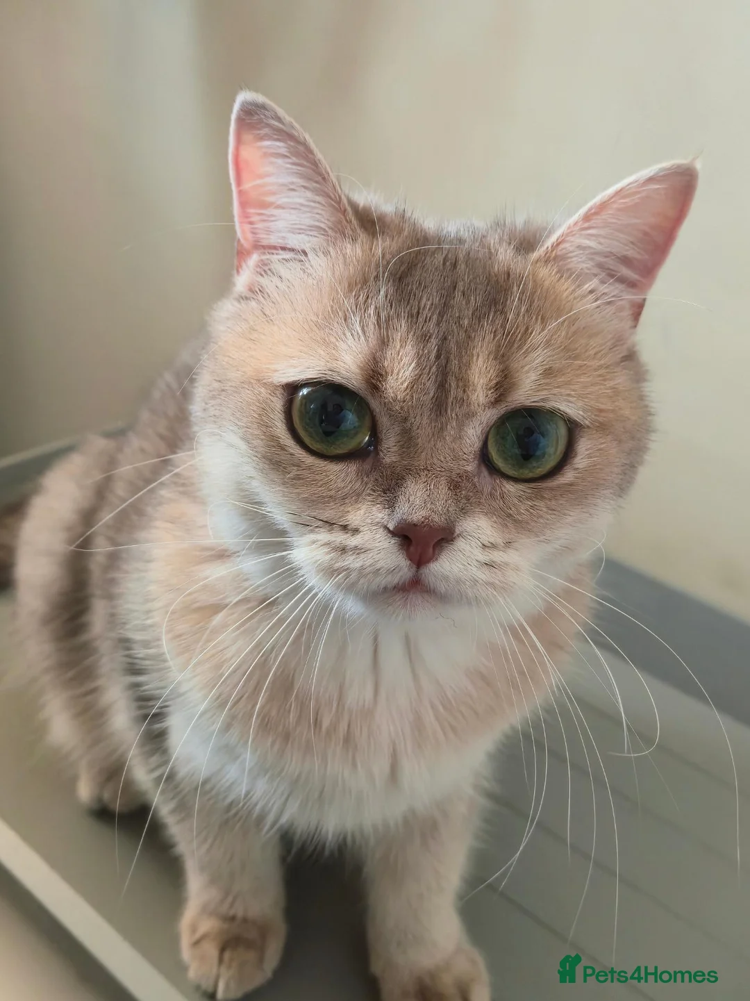 British Shorthair cats for sale: TICA Black Golden Shaded/Bicolor BSH Girl💚 - Advert 2