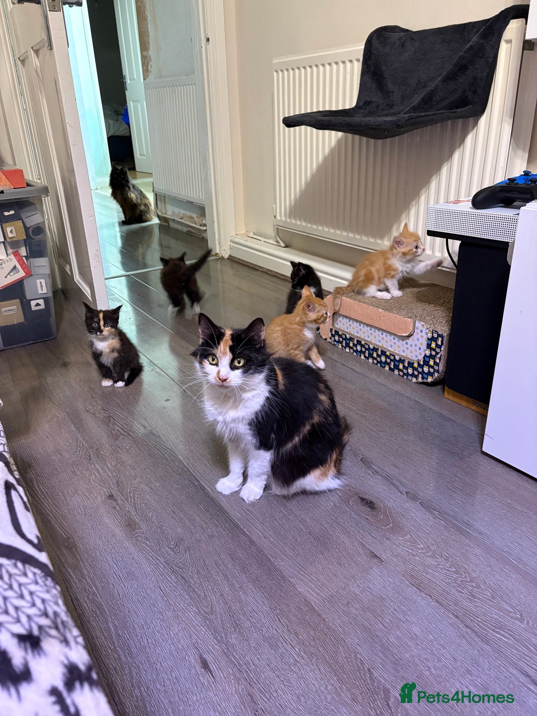 British Longhair cats for sale: Kittens for sale - Image 9