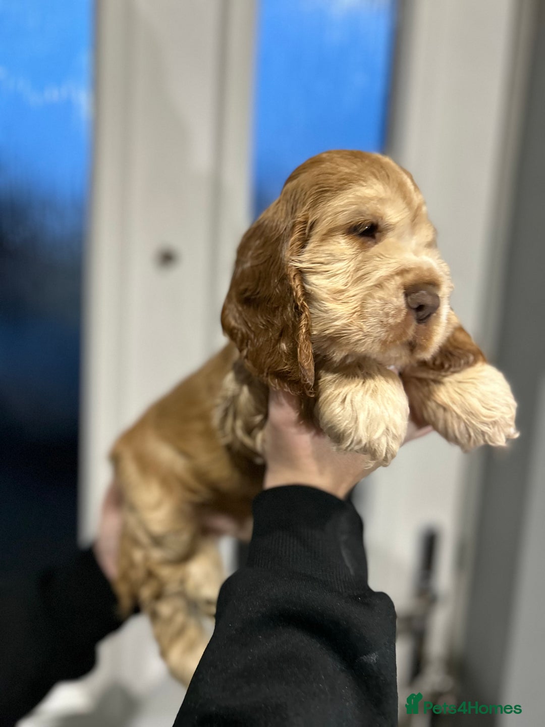 Cocker Spaniel dogs for sale: 💚2 boys available 💚show cocker spaniel puppies  - Advert 33