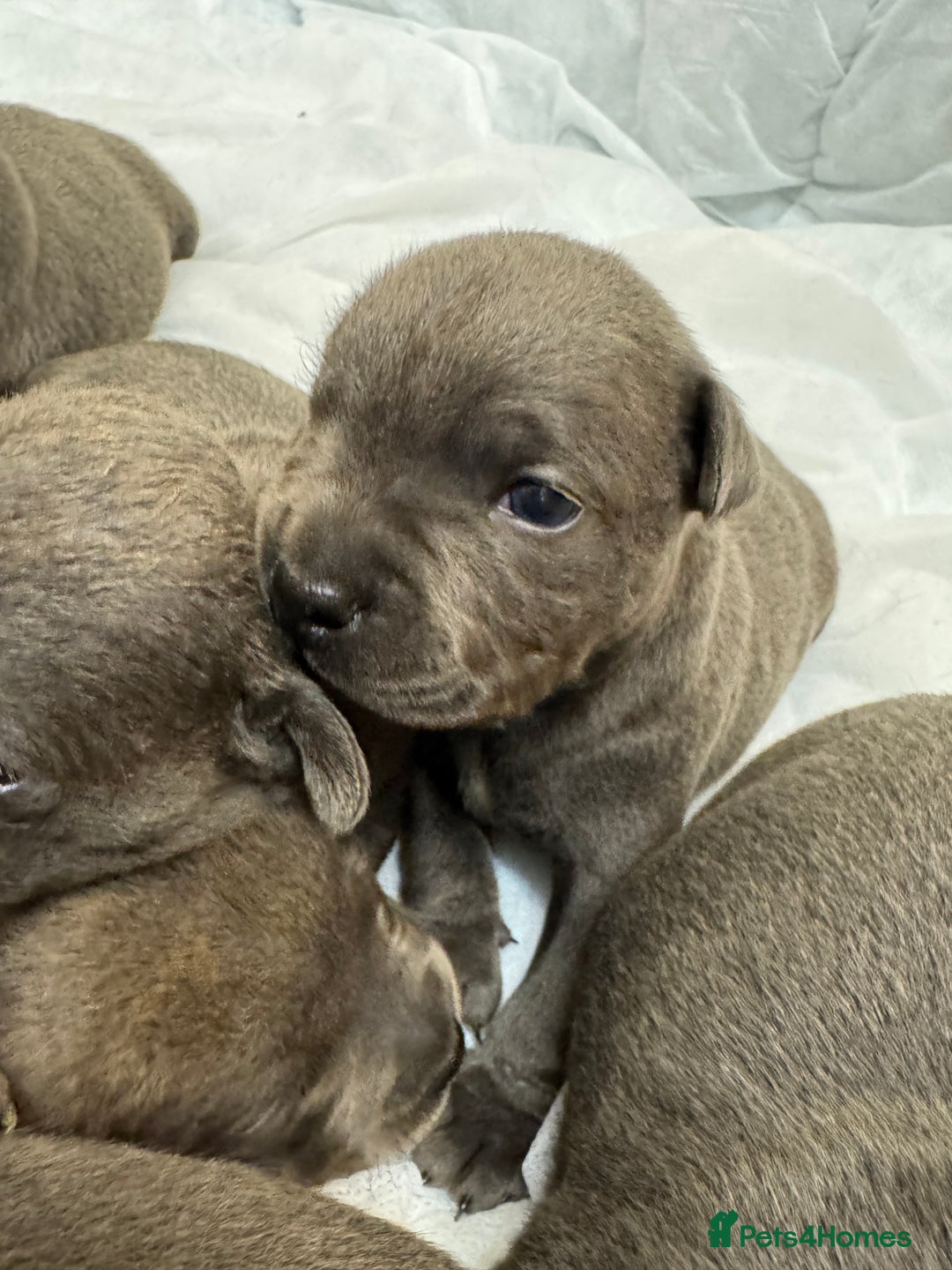 Staffordshire Bull Terrier dogs for sale: KC & DNA tested Staffordshire Bull Terrier Puppies - Advert 14