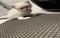 Ragdoll cats for sale: Ragdoll kittens  - Image 9