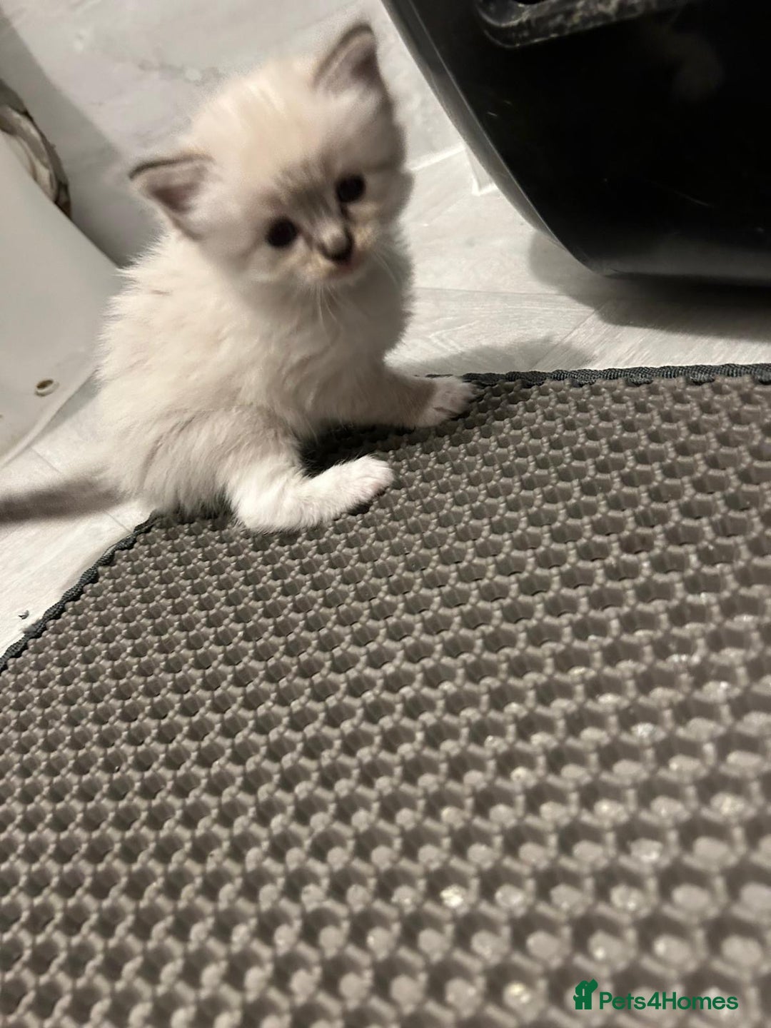Ragdoll cats for sale: Ragdoll kittens  - Image 9