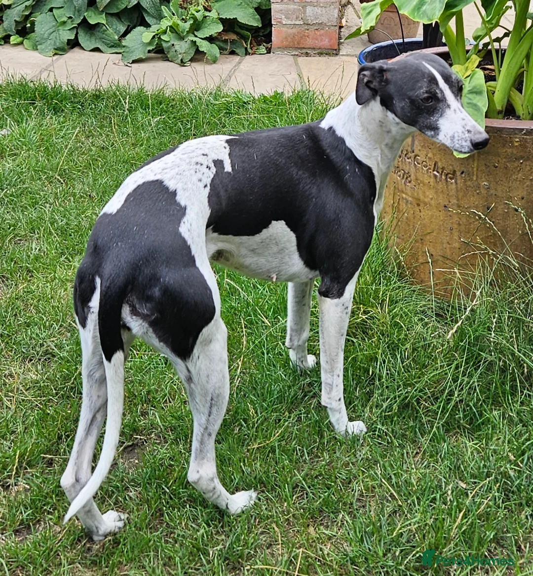 Whippet dogs for sale: Seeking the perfect home - Advert 2