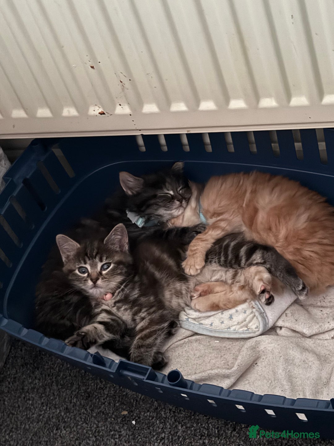 Mixed Breed cats for sale: 3 beautiful maincoon cross kittens  - Image 5