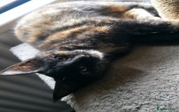 Maine Coon cats for sale: Mix Maine Cone kittens  - Image 5