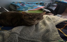 British Shorthair cats for sale: Short haired neutered tabby cat  - Image 1