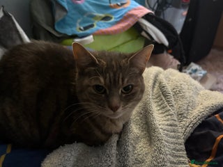 British Shorthair cats - Advert 2