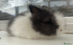 Lionhead rabbits for sale: Beautiful purebred double maned lion heads  - Image 5