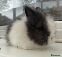 Lionhead rabbits - Advert 5