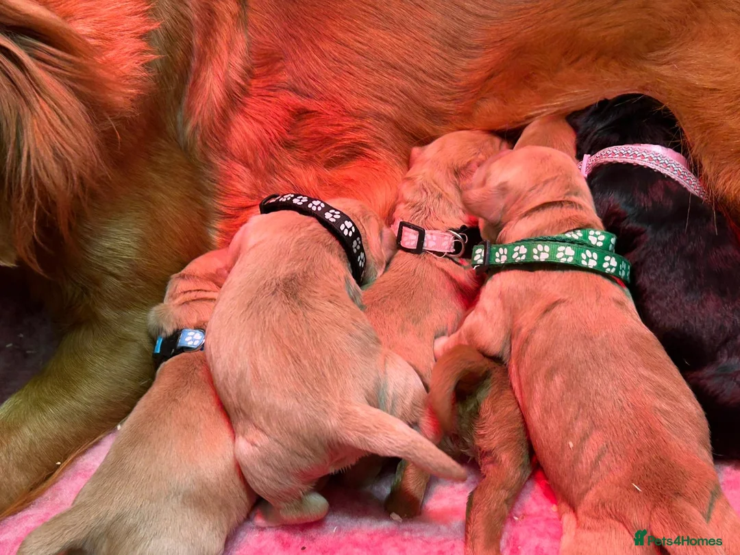 Mini Goldendoodle dogs for sale: Beautiful F1 Miniature Goldendoodle Puppies  - Advert 14