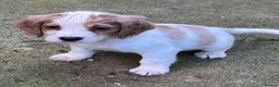 Cocker Spaniel dogs for sale: Working Cocker Spaniels - Advert 21
