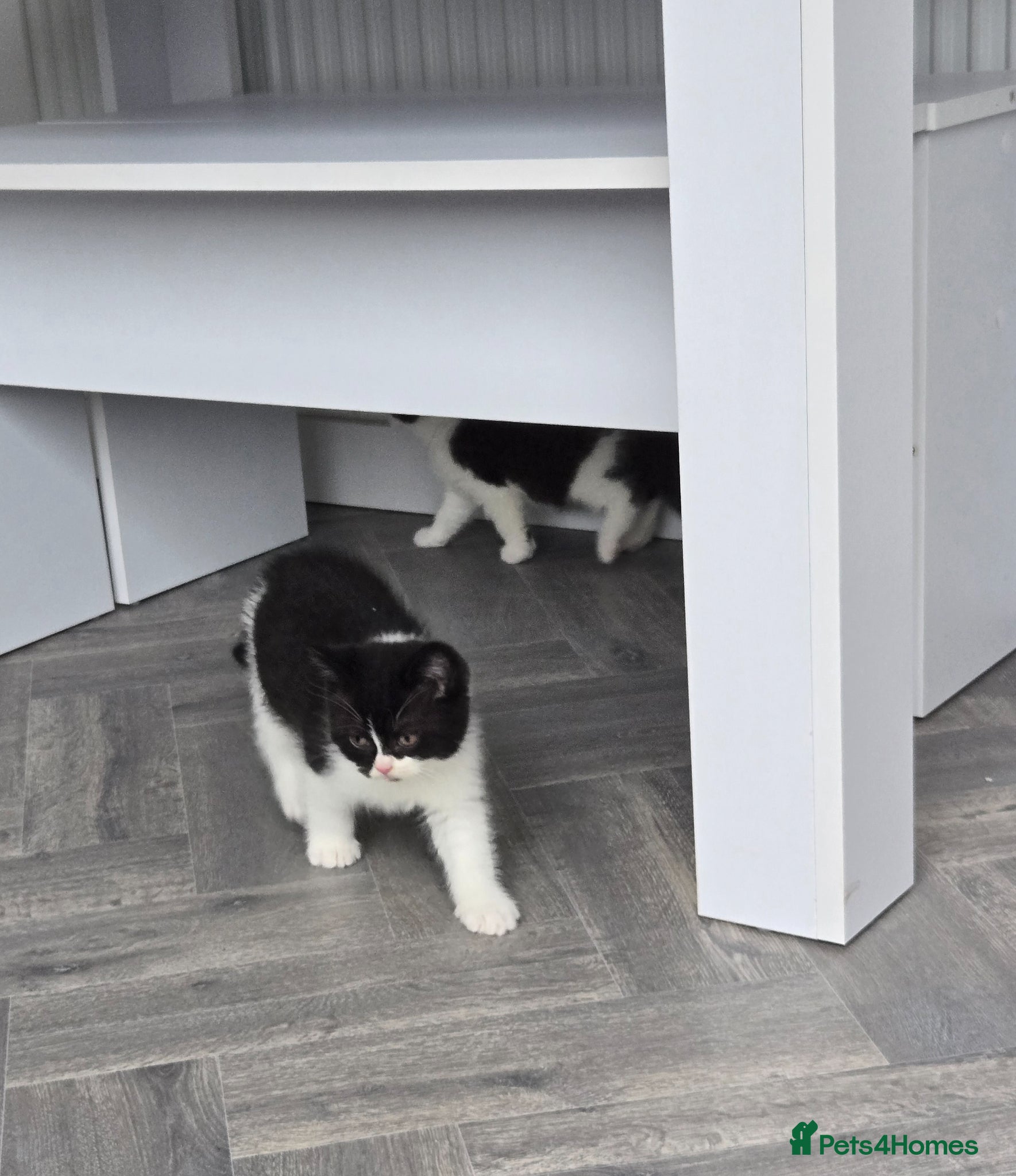 British Shorthair cats READY NOW 2 BOYS LEFT - Advert 7