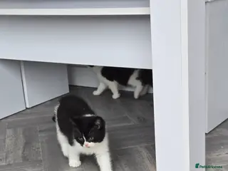 British Shorthair cats READY NOW 2 BOYS LEFT - Advert 7