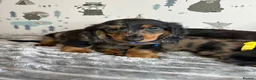 Miniature Dachshund dogs for sale: Long Haired Miniature Dachshund puppies,  - Advert 9