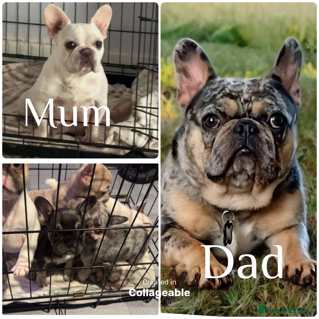 French Bulldog dogs for sale: Beautiful French bulldog puppies  - Advert 8