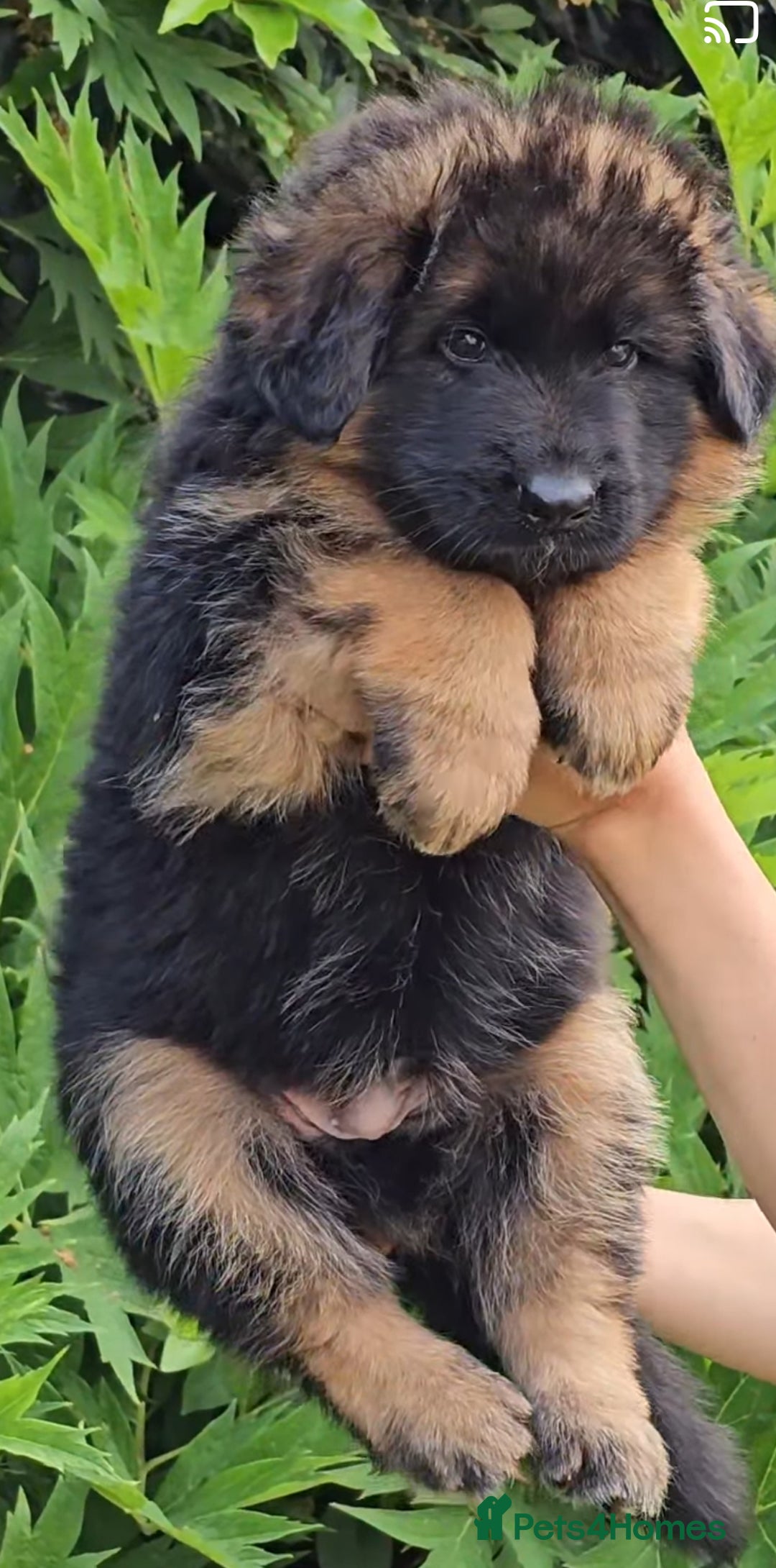 German Shepherd dogs for sale: German Shepard  - Image 4
