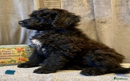 Portuguese Water Dog dogs for sale: Portuguese Water Dog Puppies For Sale - Image 28