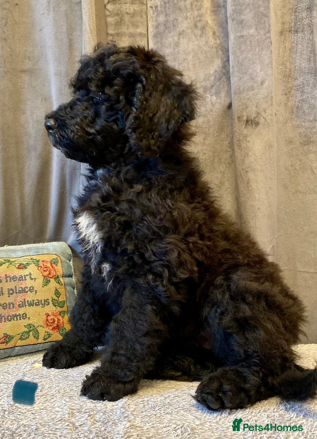 Portuguese Water Dog dogs for sale: Portuguese Water Dog Puppies For Sale - Image 28