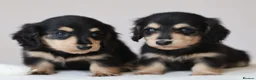 Miniature Dachshund dogs for sale: 5*Licensed+KCreg+PRAClear+Vetchecked+BLACK&CREAM - Advert 18