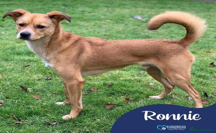Mixed Breed dogs for adoption in Nantwich - Advert 17