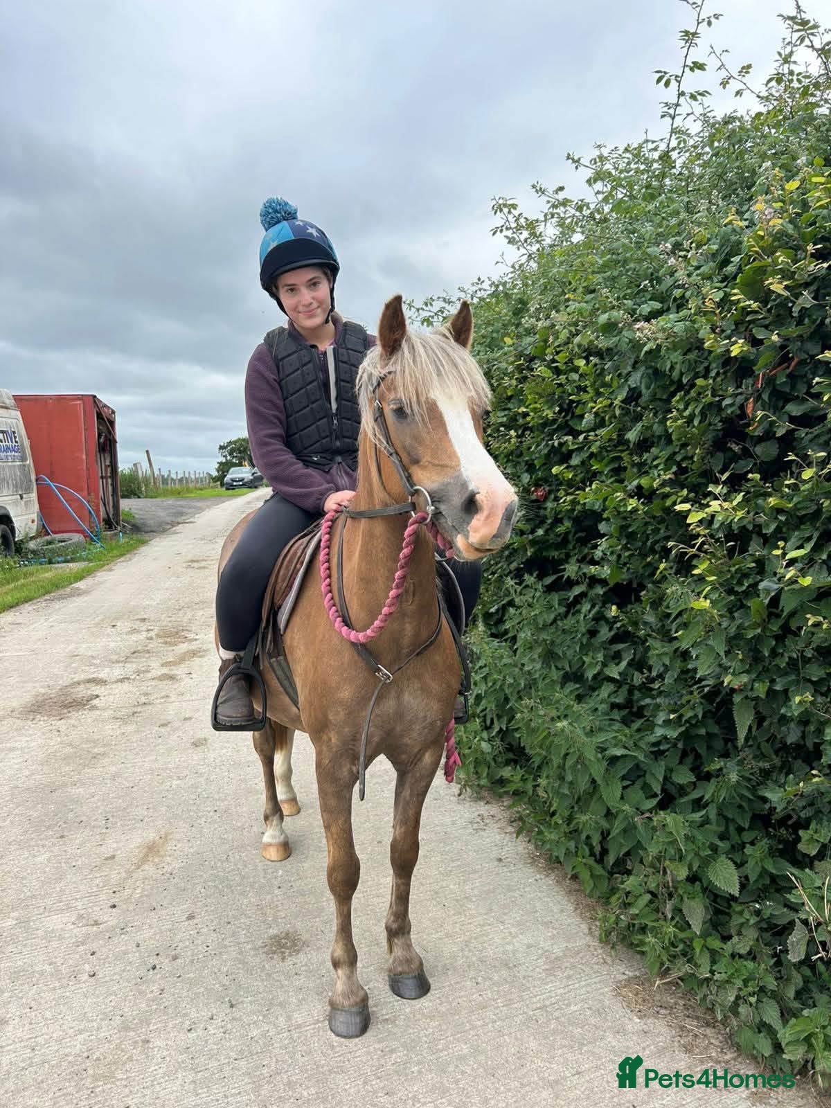 Welsh Section A horses Toffee 4 year old approximately 12.2hh  - Advert 2