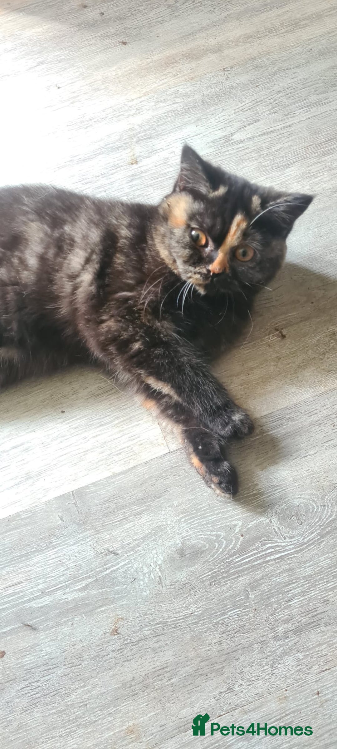 British Shorthair cats for sale: Ready to leave*bsh babies - Image 6
