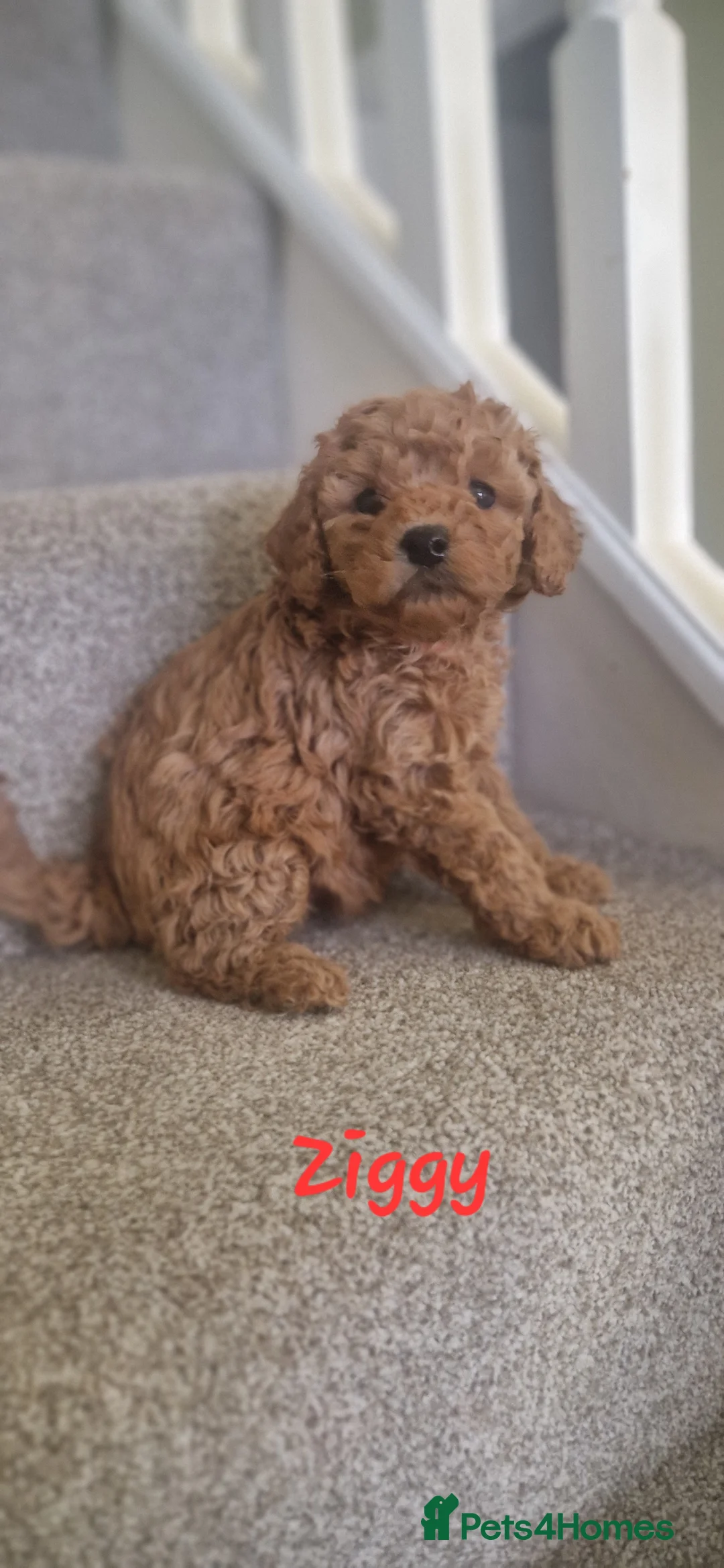 Cavapoo dogs for sale: Cavapoos Fb3. - Advert 11