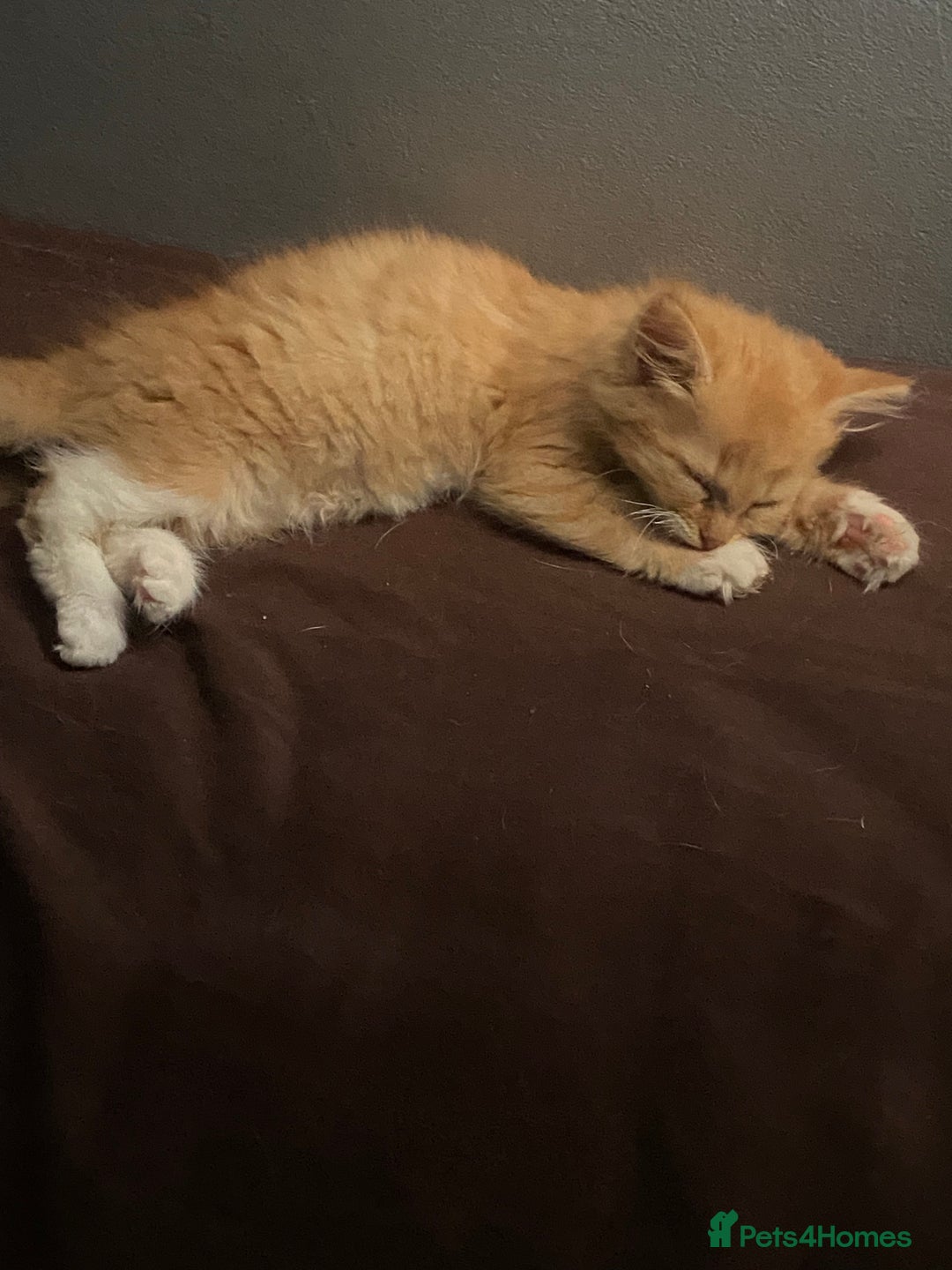 Mixed Breed cats for sale: 2 x girl Kittens for sale  - Image 3
