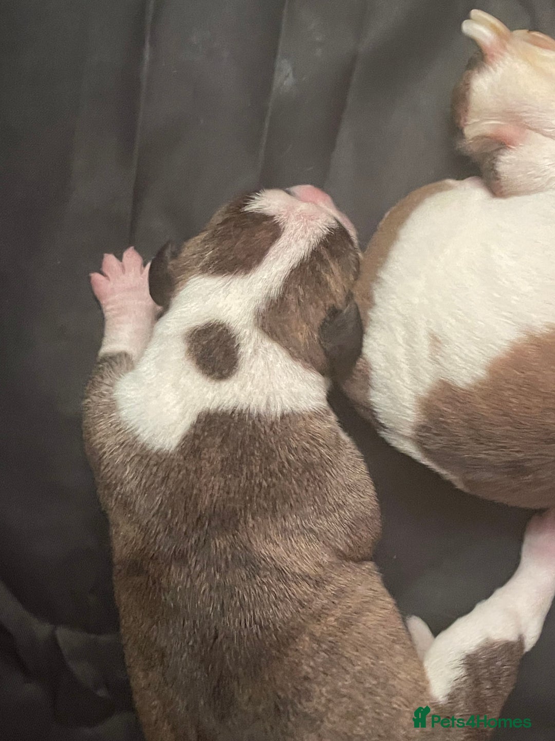 Mixed Breed dogs for sale: American Bulldog x Staffordshire Terrier puppies - Advert 4