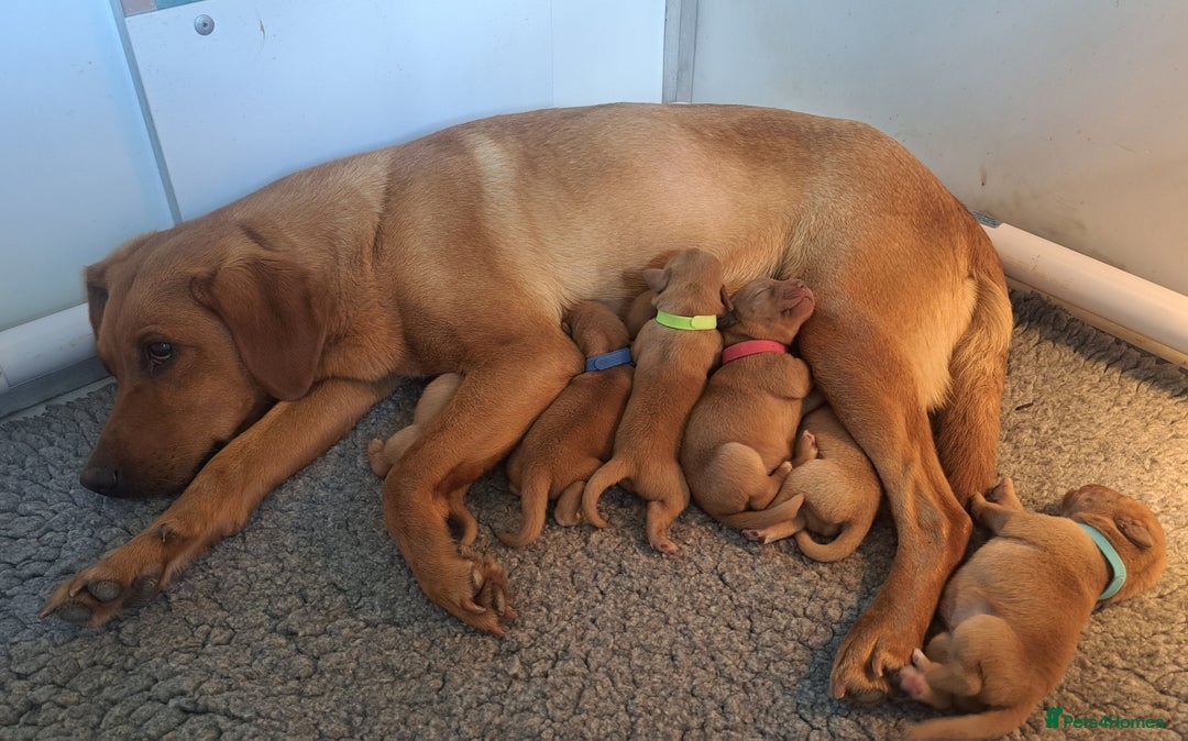Labrador Retriever dogs for sale: Stunning Fox red Labrador pups - Image 2
