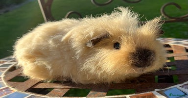 Guinea Pig rodents - Advert 7