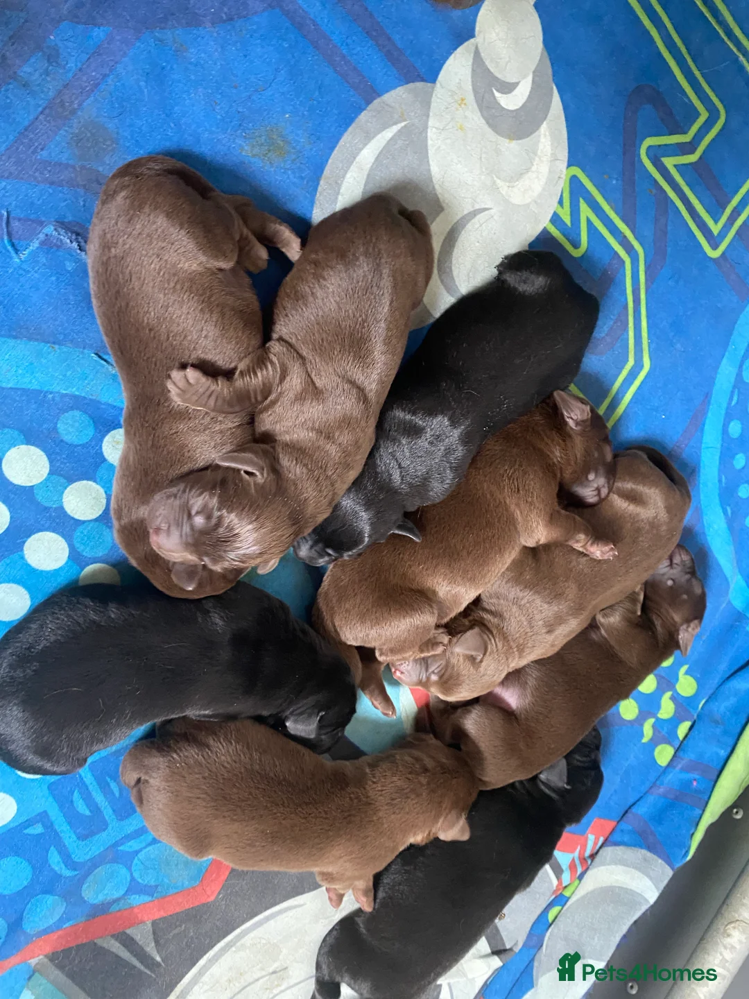 Labrador Retriever dogs for stud: KC Reg, DNA Clear, 0/0 Hips, Produces Chocolate in March - Advert 10