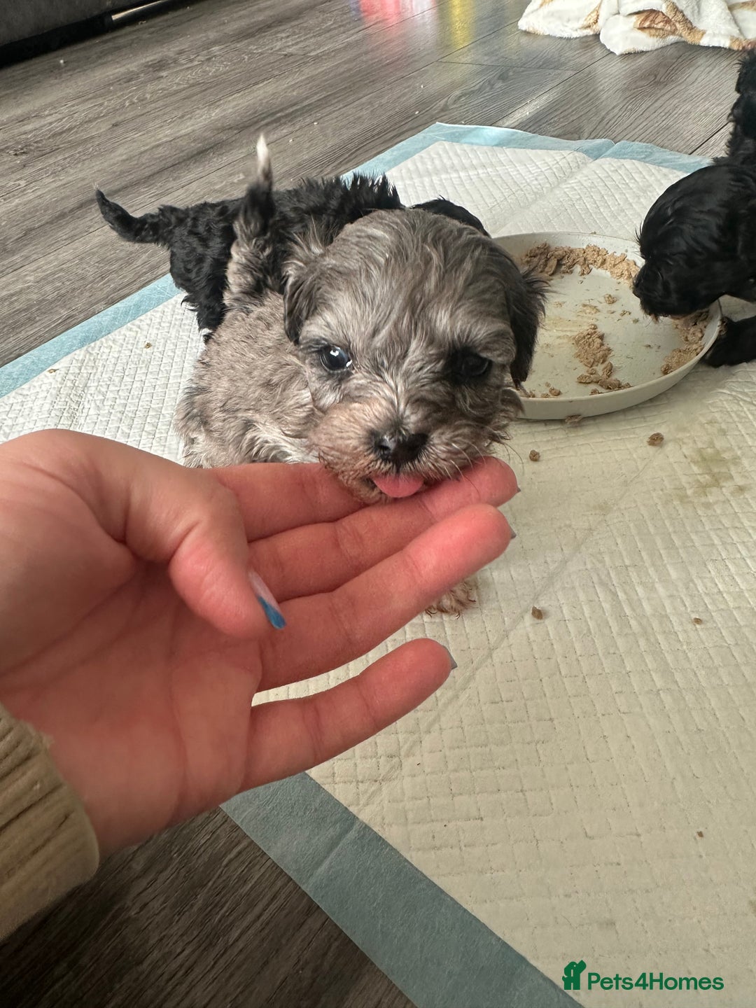 Maltipoo dogs for sale: F1 Toy Maltipoos - Advert 25