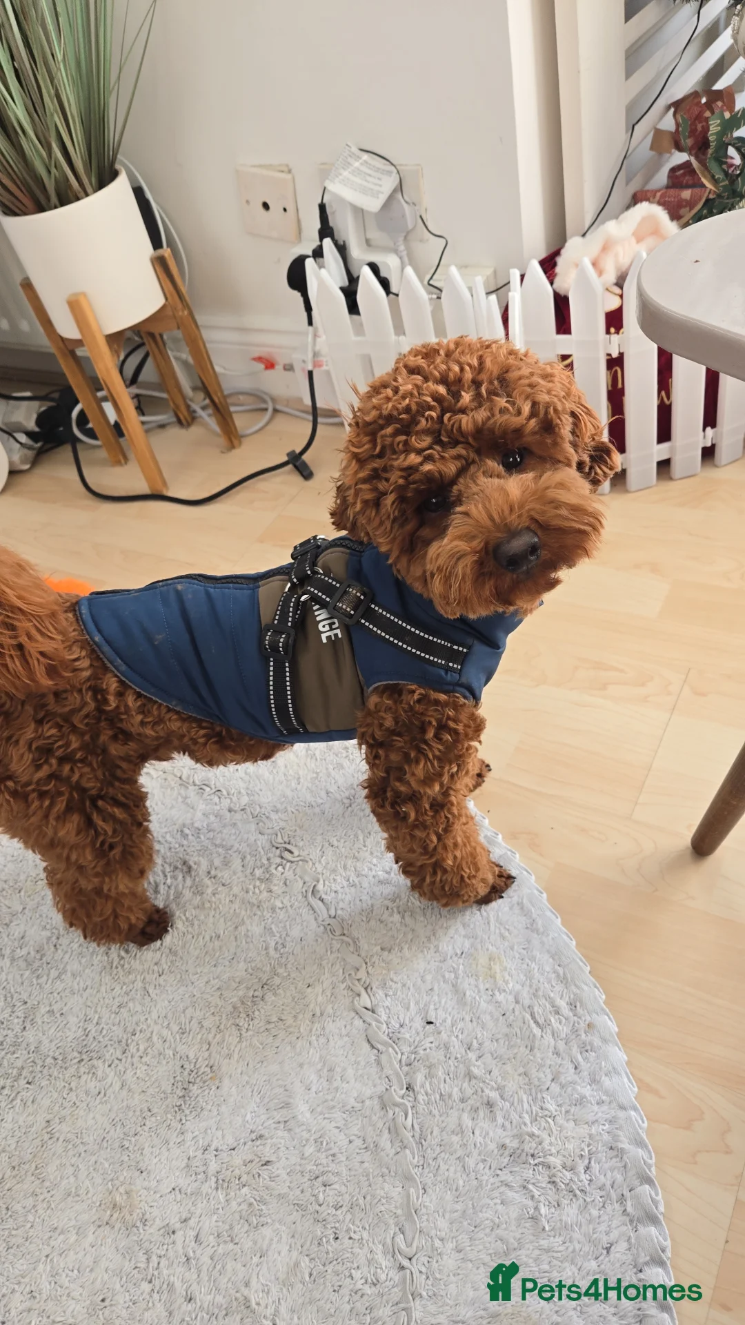 Toy Poodle dogs for stud: Toy poodle for STUD (dark red) - Advert 10