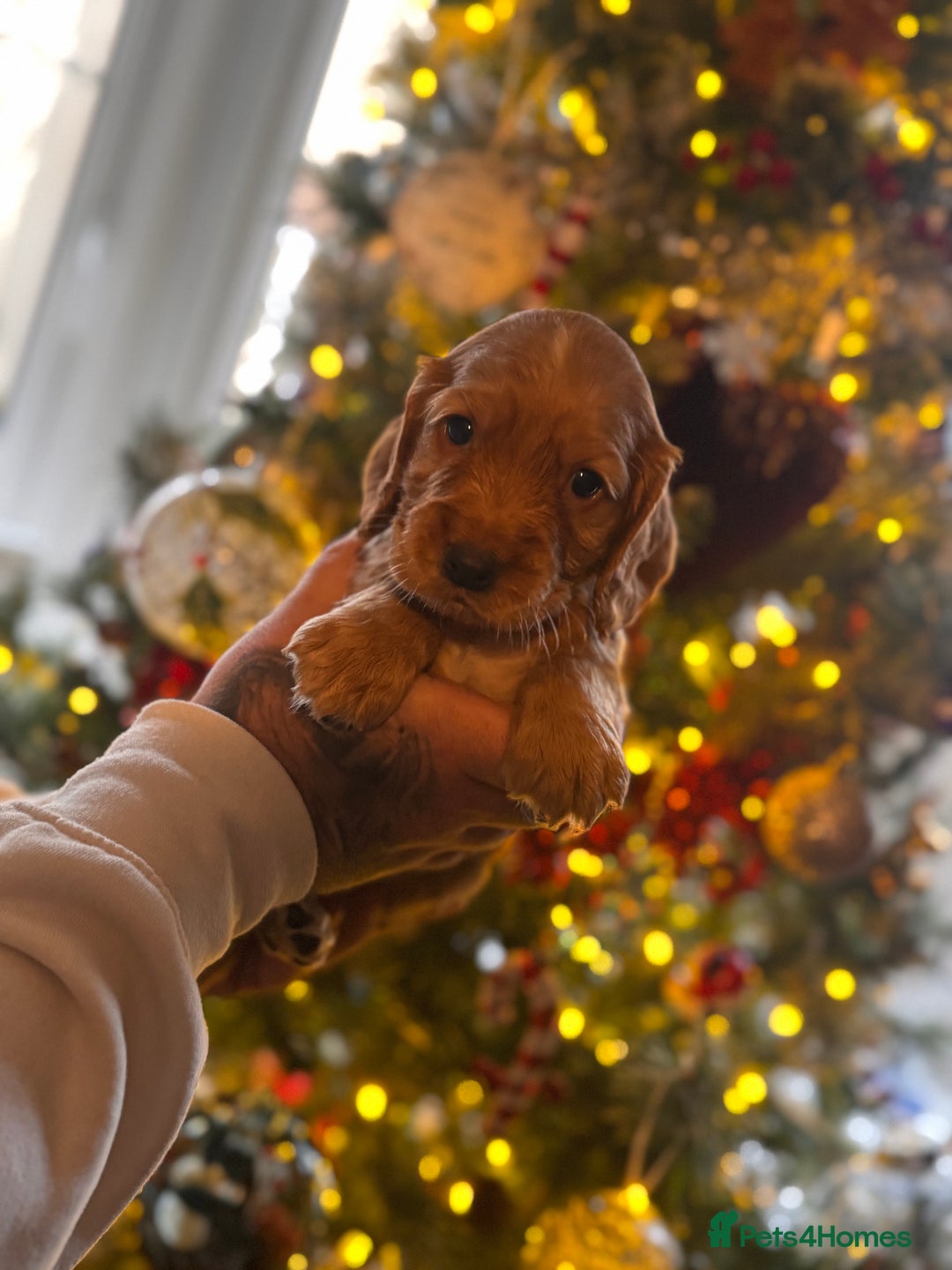 Cocker Spaniel dogs for sale: 3 cocker spaniel boys available call  **  - Advert 4