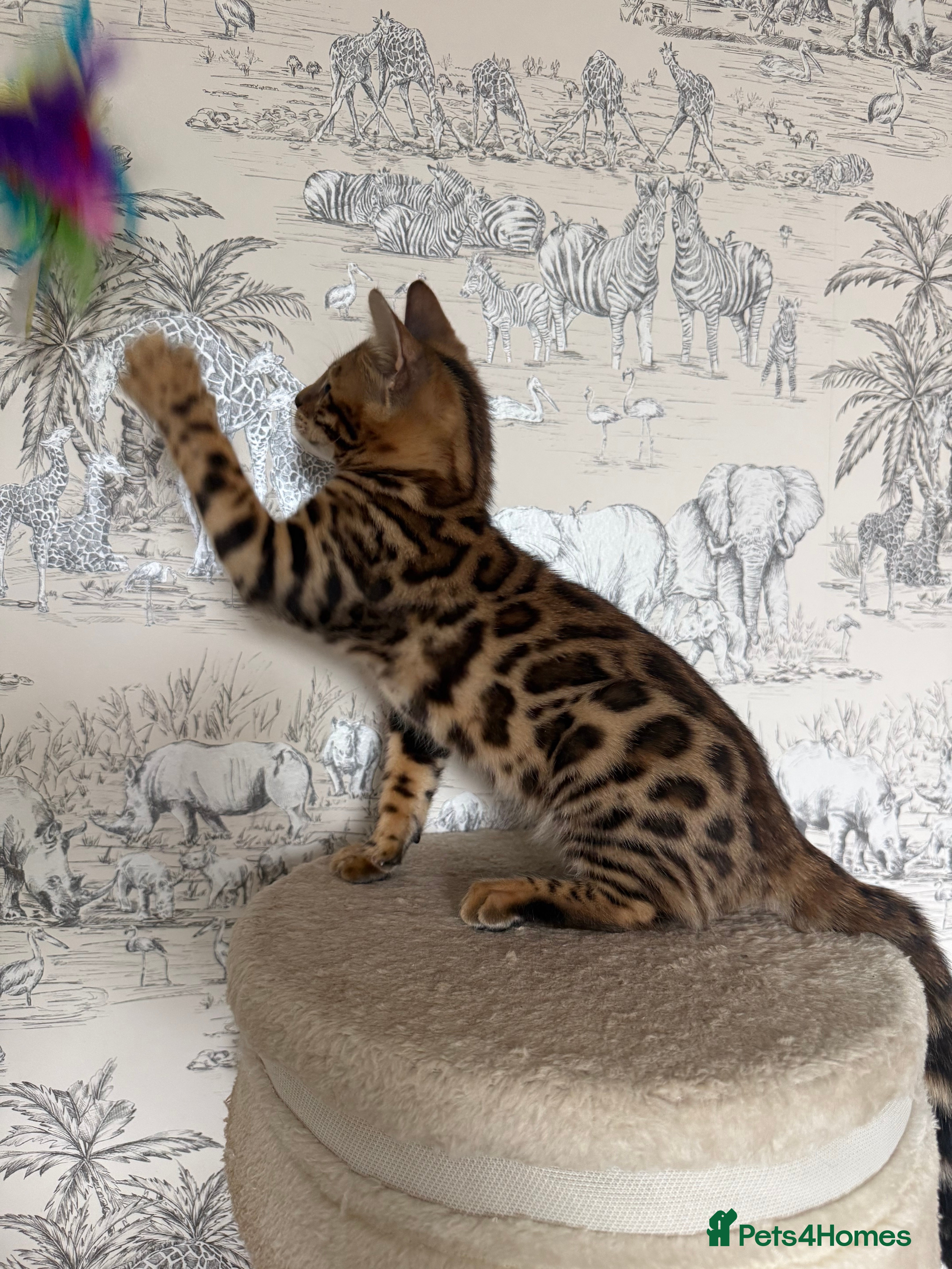 Bengal cats 🐆Adorable pedigree bengal kittens🐆 - Advert 3
