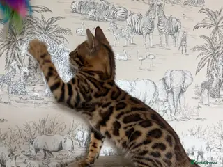 Bengal cats 🐆Adorable pedigree bengal kittens🐆 - Advert 3