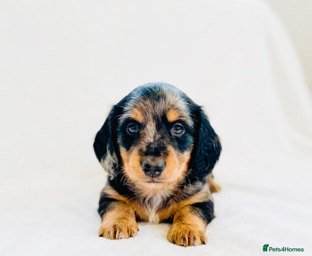 Miniature Dachshund dogs Quality Miniature Dachshund puppies - Advert 7