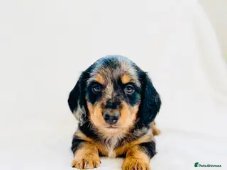 Miniature Dachshund dogs Quality Miniature Dachshund puppies - Advert 7