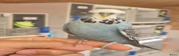 Budgerigars birds for sale: Tamed cock  - Advert 6