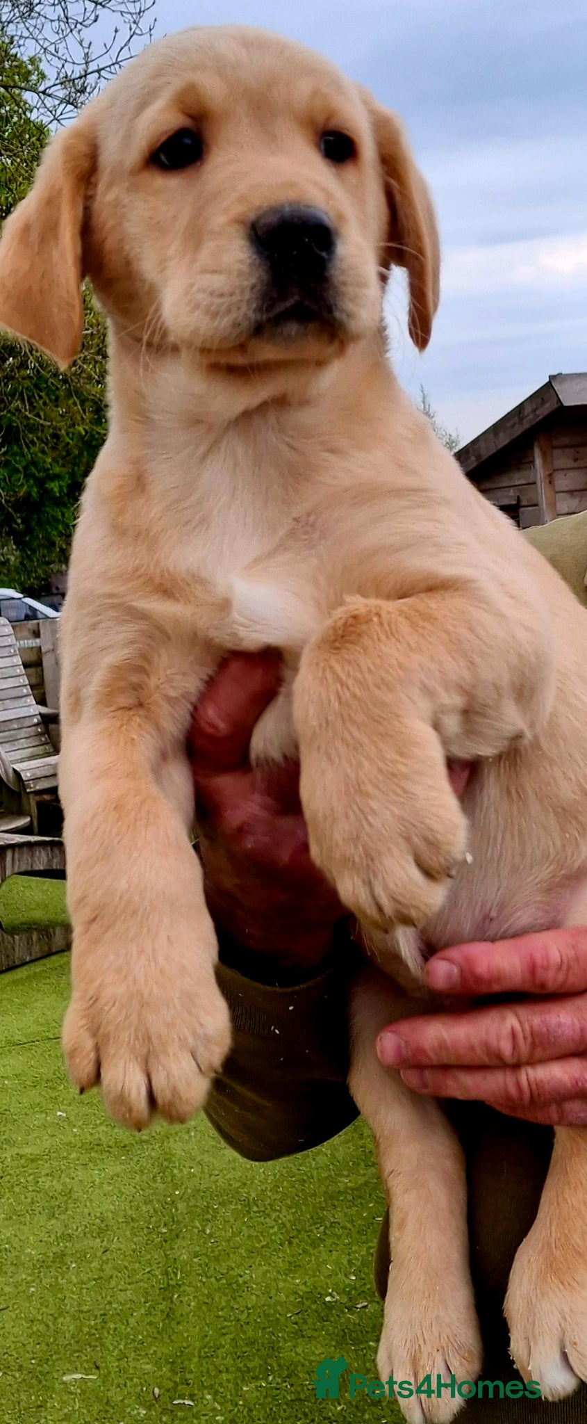 Goldador dogs Goldador puppies - Advert 1