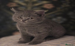 British Shorthair cats for sale: British shorthair  - Image 12