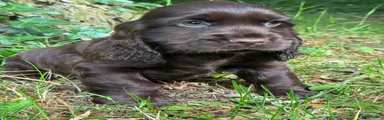 Cocker Spaniel 4