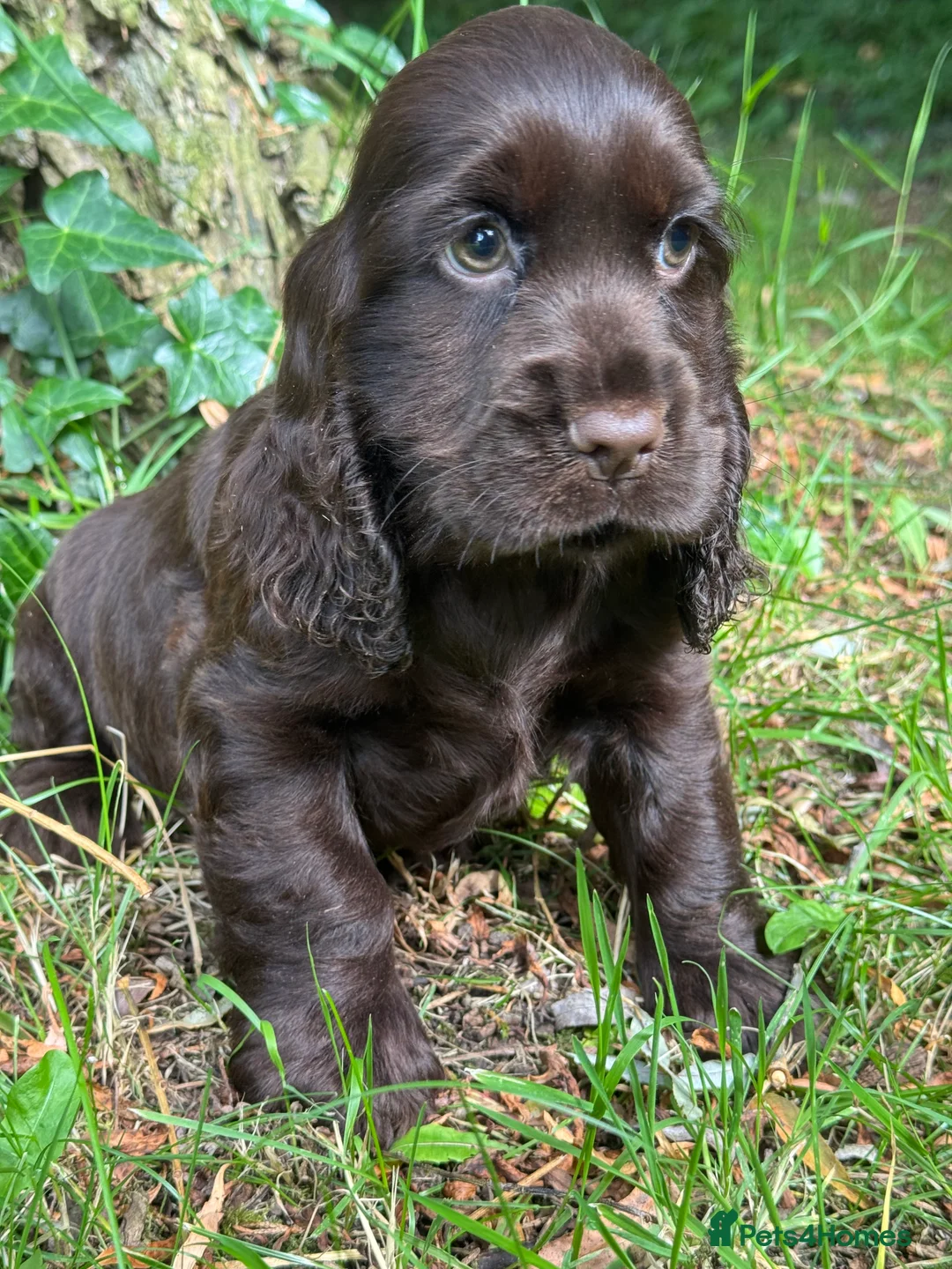 Cocker Spaniel dogs for sale: BEAUTIFUL KC REGISTERED❤️SHOW TYPE❤️HEALTHTESTED - Advert 2