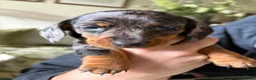 Miniature Dachshund dogs for sale: 2 x Miniature dachshund girls !  in Lincoln - Advert 2