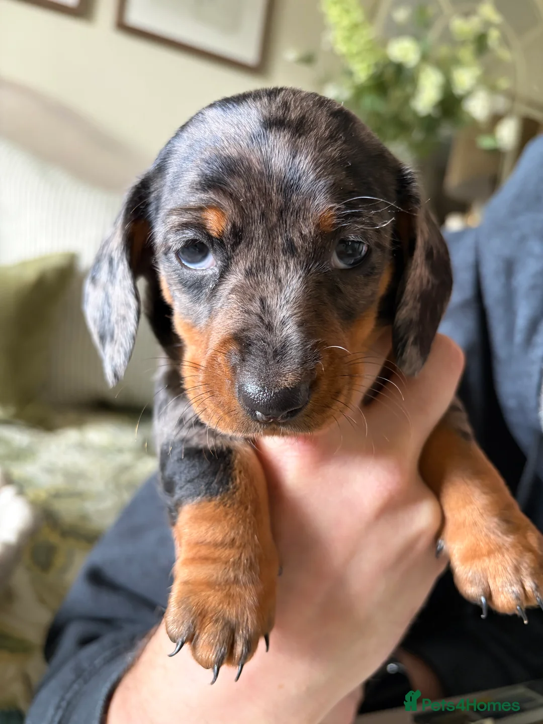 Miniature Dachshund dogs for sale: 2 x Miniature dachshund girls !  in Lincoln - Advert 2