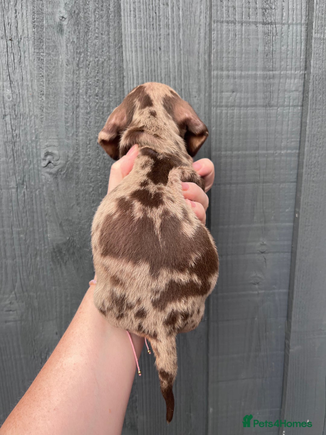 Dachshund dogs for sale: KC Registered Miniature Dachshunds - Image 12