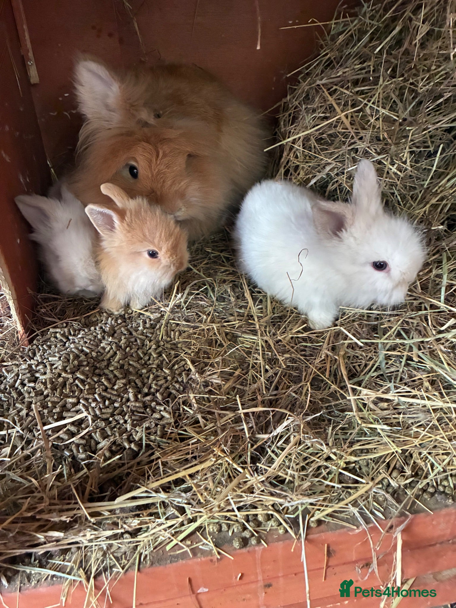 Lionhead rabbits 4 fluffy lionhead baby - Advert 19