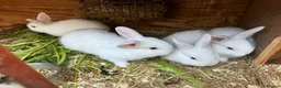 Mixed Breed rabbits for sale: Gorgeous white baby bunnies in London - Advert 6